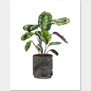 Calathea (prayer plant) Posters and Art